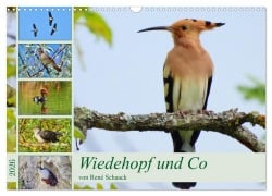 Cover-Bild zum Titel 'Wiedehopf und Co - von René Schaack (Wandkalender 2026 DIN A3 quer), CALVENDO Monatskalender' von 'René Schaack'
