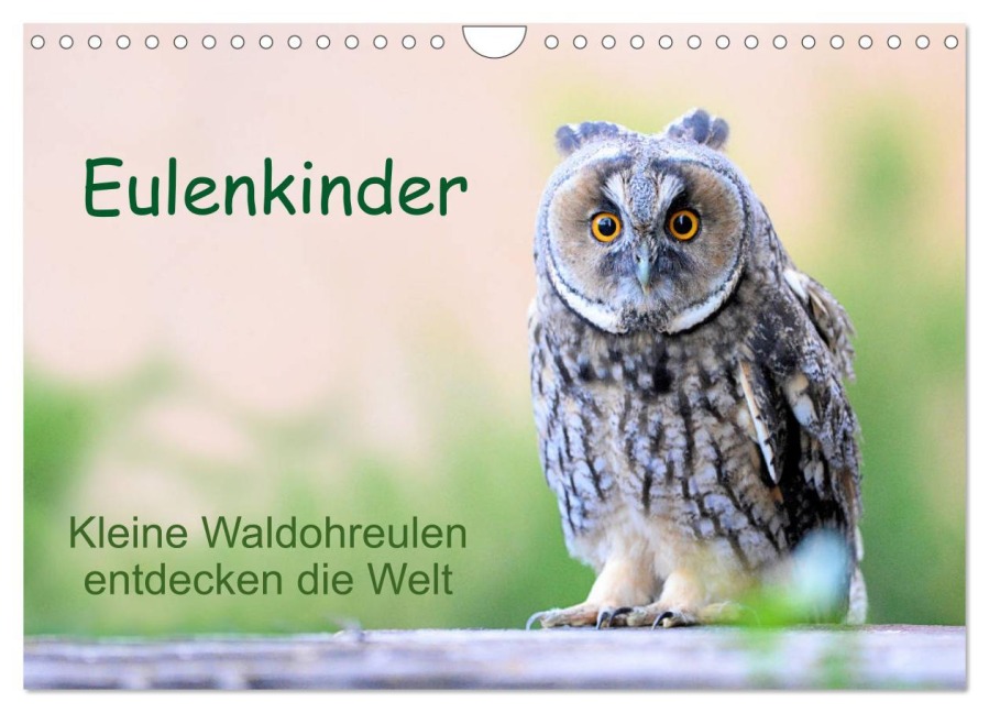 Eulenkinder - Kleine Waldohreulen entdecken die Welt (Wandkalender 2026 DIN A4 quer), CALVENDO Monatskalender - Carolin Müller