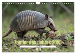 Cover-Bild zum Titel 'Zootier des Jahres 2025 - Gürteltier (Wandkalender 2026 DIN A4 quer), CALVENDO Monatskalender' von 'Stacey Herz'