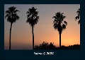 Palmen 2023 Fotokalender DIN A4 - Tobias Becker