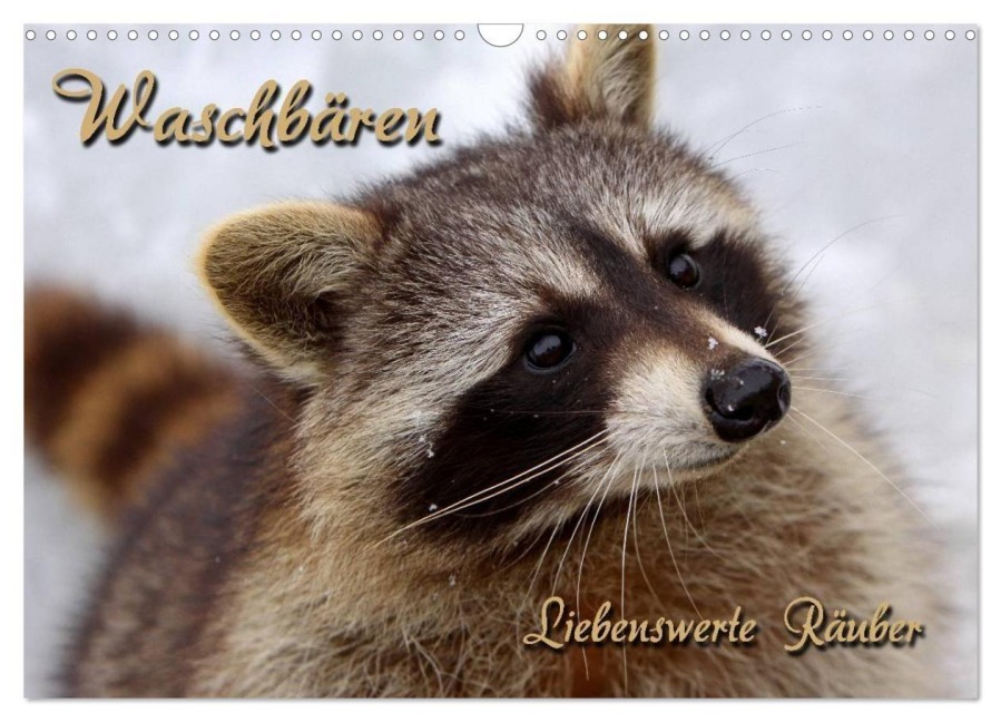 Waschbären (Wandkalender 2027 DIN A3 quer), CALVENDO Monatskalender - Martina Berg