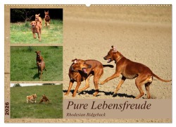 Rhodesian Ridgeback, Pure Lebensfreude (Wandkalender 2026 DIN A2 quer), CALVENDO Monatskalender - Dagmar Behrens