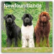 Newfoundlands - Neufundländer 2026 - 16-Monatskalender - Browntrout Publishers