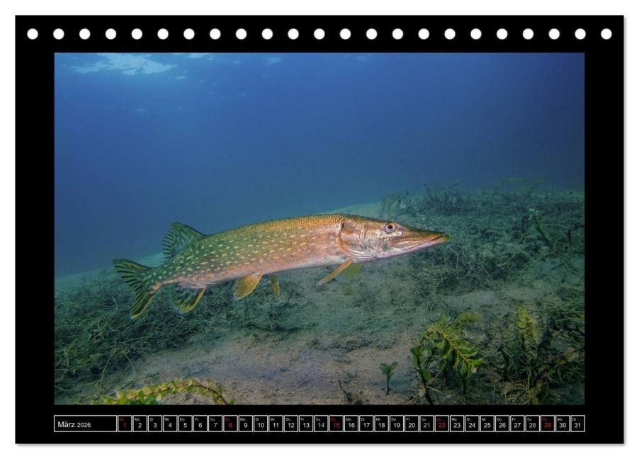 InsideView 8