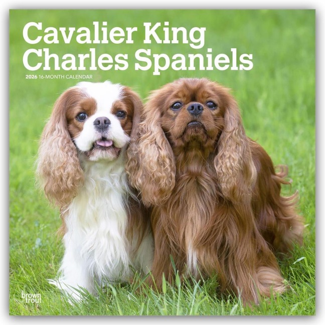 Cavalier King Charles Spaniels 2026 - 16-Monatskalender - Browntrout Publishers