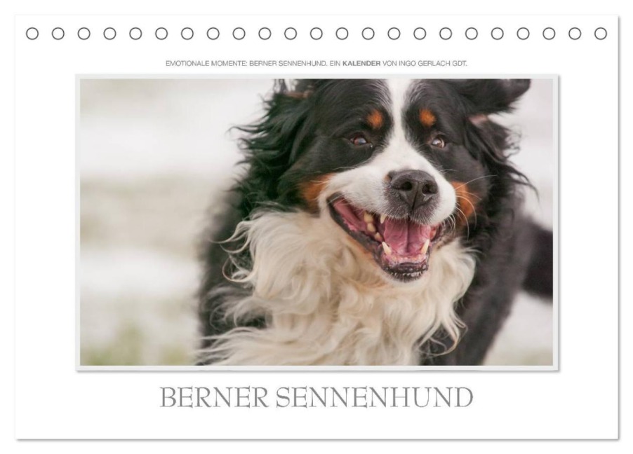Emotionale Momente: Berner Sennenhund. (Tischkalender 2026 DIN A5 quer), CALVENDO Monatskalender - Ingo Gerlach GDT