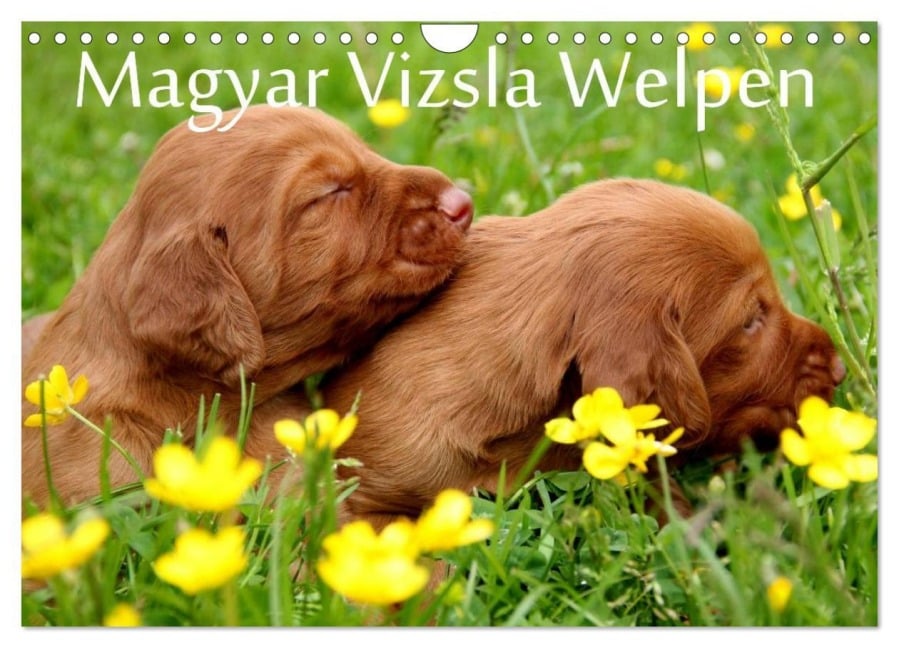 Magyar Vizsla Welpen (Wandkalender 2025 DIN A4 quer), CALVENDO Monatskalender - Kerstin Grüttner