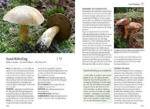 InsideView 5