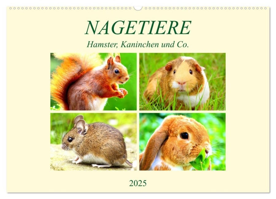 Nagetiere. Hamster, Kaninchen und Co. (Wandkalender 2025 DIN A2 quer), CALVENDO Monatskalender - Rose Hurley