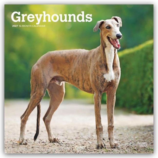 Greyhounds - Windhunde 2027 - 16-Monatskalender - Browntrout Publishers