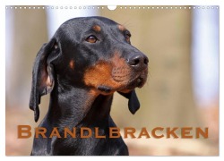 Cover-Bild zum Titel 'Brandlbracken (Wandkalender 2027 DIN A3 quer), CALVENDO Monatskalender' von 'Martina Berg'