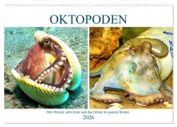 Oktopoden. Drei Herzen, acht Arme und das Gehirn im ganzen Körper (Wandkalender 2026 DIN A2 quer), CALVENDO Monatskalender - Rose Hurley
