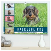 Dackelblicke - ein bezaubernder Rauhaardackel (hochwertiger Premium Wandkalender 2026 DIN A2 quer), Kunstdruck in Hochglanz - Susann Kuhr