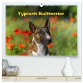 Typisch Bullterrier (hochwertiger Premium Wandkalender 2024 DIN A2 quer), Kunstdruck in Hochglanz - Yvonne Janetzek