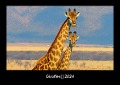 Giraffen 2024 Fotokalender DIN A3 - Tobias Becker