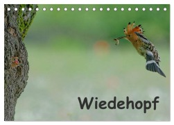 Cover-Bild zum Titel 'Wiedehopf (Tischkalender 2026 DIN A5 quer), CALVENDO Monatskalender' von 'Gerald Wolf'