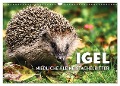 Igel - Niedliche kleine Stachelritter (Wandkalender 2024 DIN A3 quer), CALVENDO Monatskalender - Sf Sf
