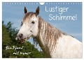 Lustiger Schimmel - ein Pferd mit Humor (Wandkalender 2025 DIN A4 quer), CALVENDO Monatskalender - Meike Bölts