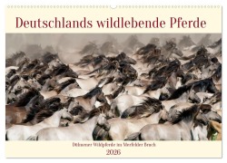 Cover-Bild zum Titel 'Deutschlands wildlebende Pferde (Wandkalender 2026 DIN A2 quer), CALVENDO Monatskalender' von 'Marcel René Grossmann'