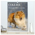 Collies - Freunde für¿s Leben (hochwertiger Premium Wandkalender 2024 DIN A2 hoch), Kunstdruck in Hochglanz - Sigrid Starick