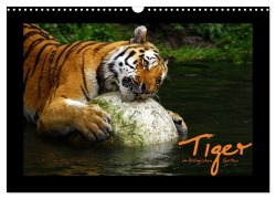 Welt der Katzen - Tiger (Wandkalender 2026 DIN A3 quer), CALVENDO Monatskalender - Marcus Skupin