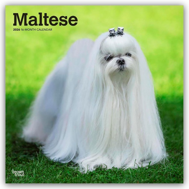 Maltese - Malteser 2026 - 16-Monatskalender - Browntrout Publishers