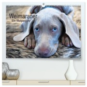 Weimaraner - Ein Welpenjahr (hochwertiger Premium Wandkalender 2026 DIN A2 quer), Kunstdruck in Hochglanz - Ira Kaltenegger