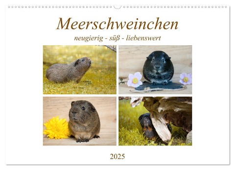 MEERSCHWEINCHEN neugierig - süß - liebenswert (Wandkalender 2025 DIN A2 quer), CALVENDO Monatskalender - Petra Fischer