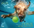 Hunde unter Wasser 2024 - Seth Casteel