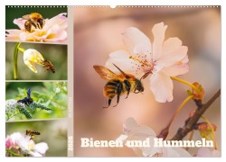 Cover-Bild zum Titel 'Bienen und Hummeln in Aktion (Wandkalender 2026 DIN A2 quer), CALVENDO Monatskalender' von 'Christoph Maas'