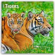 Cover-Bild zum Titel 'Tigers - Tiger 2027 - 16-Monatskalender' von 'Browntrout Publishers'