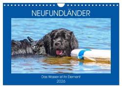 Cover-Bild zum Titel 'Neufundländer - Das Wasser ist ihr Element (Wandkalender 2026 DIN A4 quer), CALVENDO Monatskalender' von 'Sigrid Starick'
