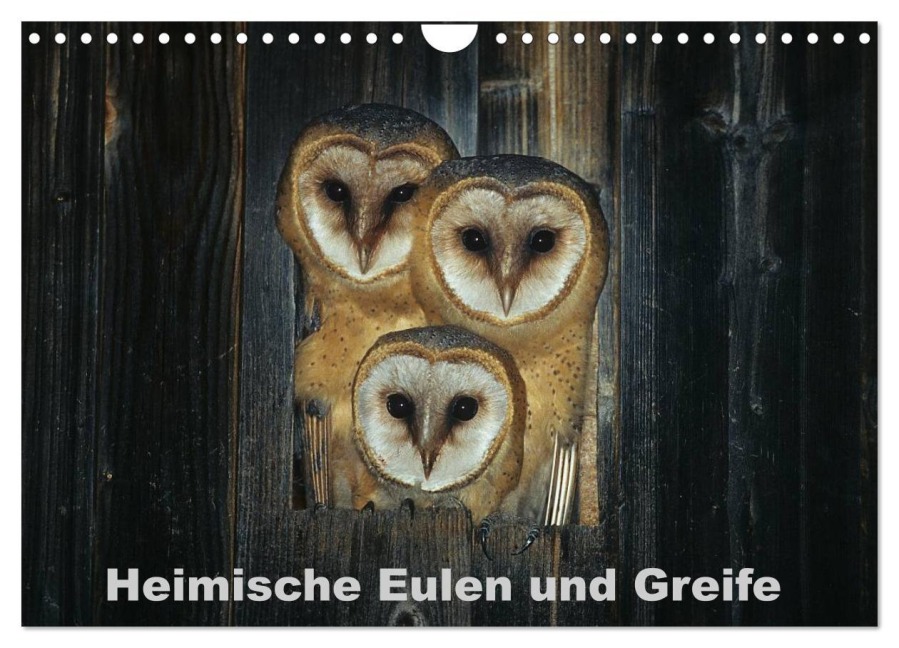 Heimische Eulen und Greife (Wandkalender 2026 DIN A4 quer), CALVENDO Monatskalender - Günter Bachmeier