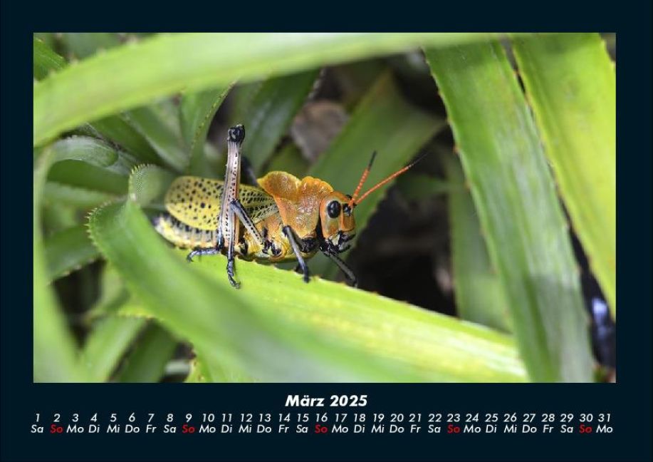 InsideView 7