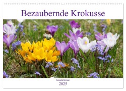 Bezaubernde Krokusse (Wandkalender 2025 DIN A2 quer), CALVENDO Monatskalender - Gisela Kruse