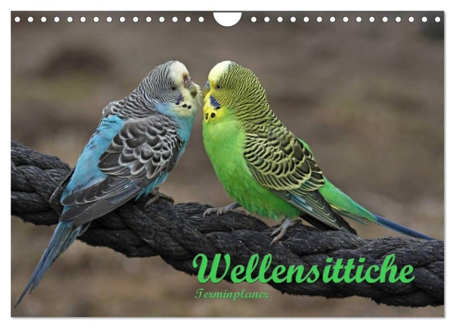 Terminplaner Wellensittiche (Wandkalender 2026 DIN A4 quer), CALVENDO Monatskalender - Antje Lindert-Rottke