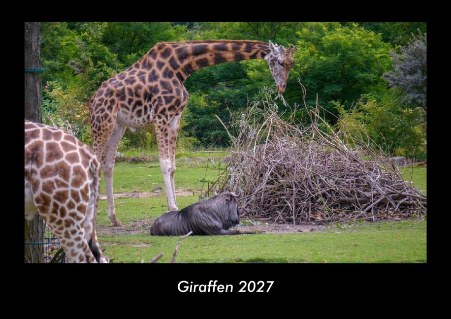 Giraffen 2027 Fotokalender DIN A3 - Tobias Becker