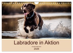 Cover-Bild zum Titel 'Labradore in Aktion (Wandkalender 2026 DIN A4 quer), CALVENDO Monatskalender' von 'Claudia Kleemann'