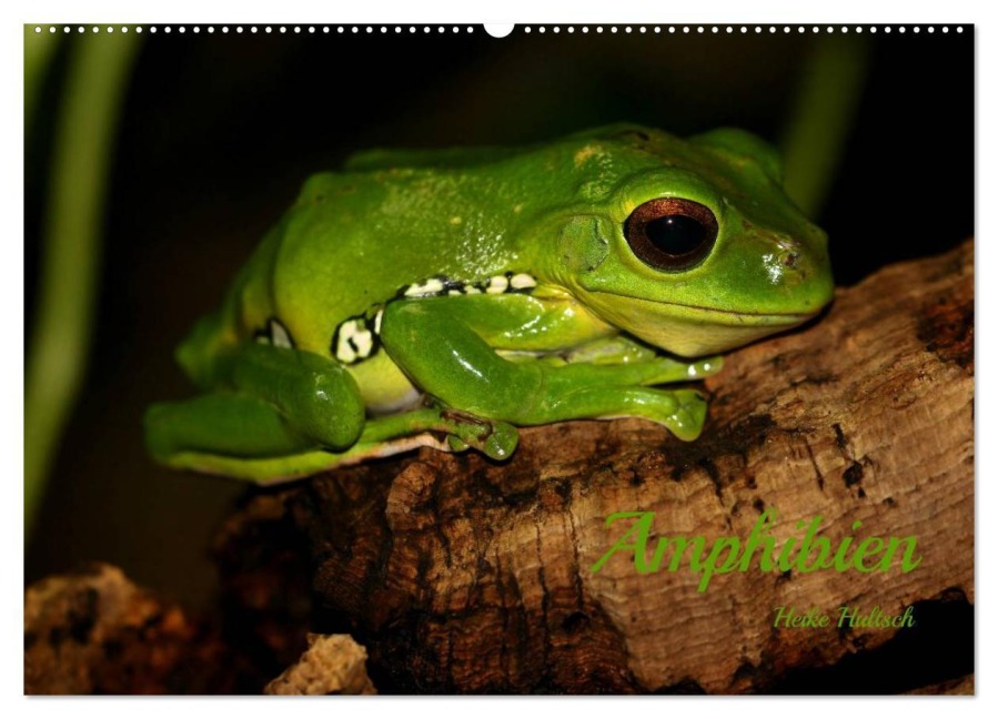 Amphibien (Wandkalender 2025 DIN A2 quer), CALVENDO Monatskalender - Heike Hultsch