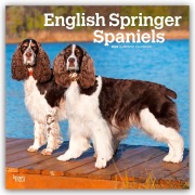 English Springer Spaniels 2026 - 16-Monatskalender - Browntrout Publishers