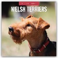 Welsh Terriers - Welsh Terrier 2025 - 16-Monatskalender - 