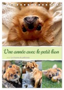 Cover-Bild zum Titel 'Une année avec le petit lion - Le charme du pékinois (Calendrier de bureau 2026 DIN A5 horizontal), CALVENDO calendrier mensuel' von 'Claudia Schimmack'