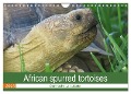 African spurred tortoises (Wall Calendar 2025 DIN A4 landscape), CALVENDO 12 Month Wall Calendar - Marion Sixt