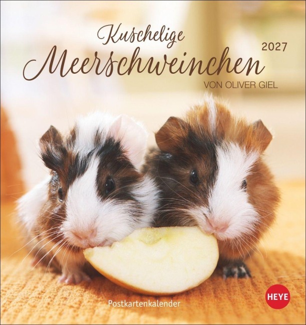Kuschelige Meerschweinchen Postkartenkalender 2027 - 