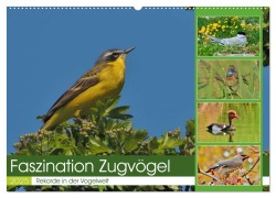 Faszination Zugvögel - Rekorde in der Vogelwelt (Wandkalender 2025 DIN A2 quer), CALVENDO Monatskalender - René Schaack