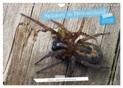Cover-Bild zum Titel 'Spinnen in Deutschland (Wandkalender 2026 DIN A4 quer), CALVENDO Monatskalender' von 'Wolfgang Kairat'
