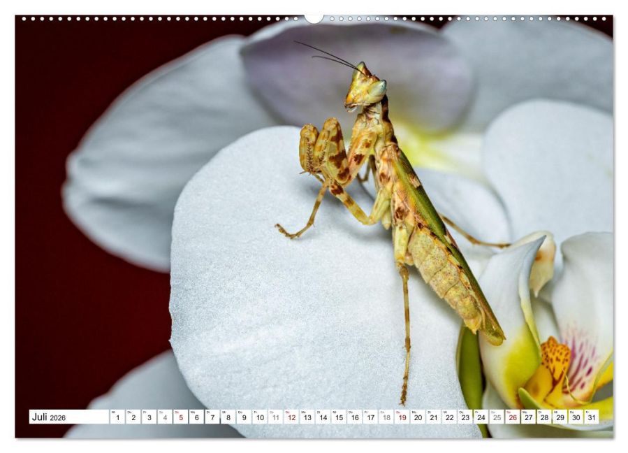 InsideView 12