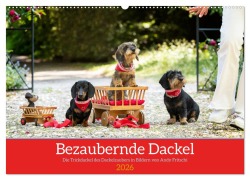 Cover-Bild zum Titel 'Bezaubernde Dackel (Wandkalender 2026 DIN A2 quer), CALVENDO Monatskalender' von 'Dackelzauber Dackelzauber'