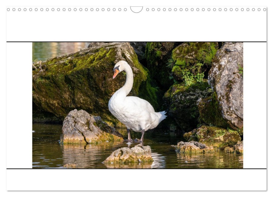 Vögel am Wasser entdecken (Wandkalender 2025 DIN A3 quer), CALVENDO Monatskalender - Teresa Bauer