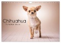 Chihuahua - Die Welt der Kleinen (Wandkalender 2024 DIN A4 quer), CALVENDO Monatskalender - Schuberts-Fotografie Schuberts-Fotografie